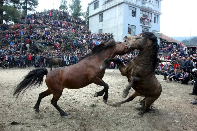Two horses fight at an ethnic Miao's horse fighting event celebrating Chinese Lunar New Year in Liuzhou, Guangxi Zhuang Autonomous Region, Guangxi Zhuang Autonomous Region, China, February 20, 2016. (Photo by Reuters/Stringer)