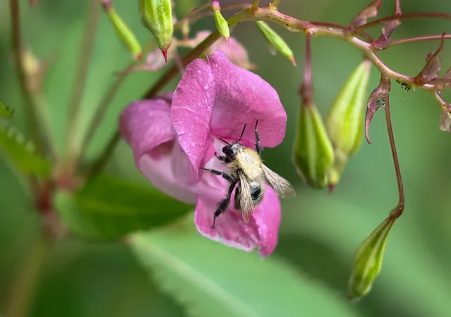 A bee lands on a Himalayan Balsam flower in Holmfirth, Britain on September 20, 2023. Bees are heavily attracted to the rich pollen and late flowers of the Himalayan Balsam, which is non-native invasive species. It is feared that honeybees are becoming reliant on Himalayan Balsam as a source of pollen, leading to native plant species being under-pollinated by the bees and out-competed by the invasive Balsam. (Photo by Adam Vaughan/EPA/EFE)