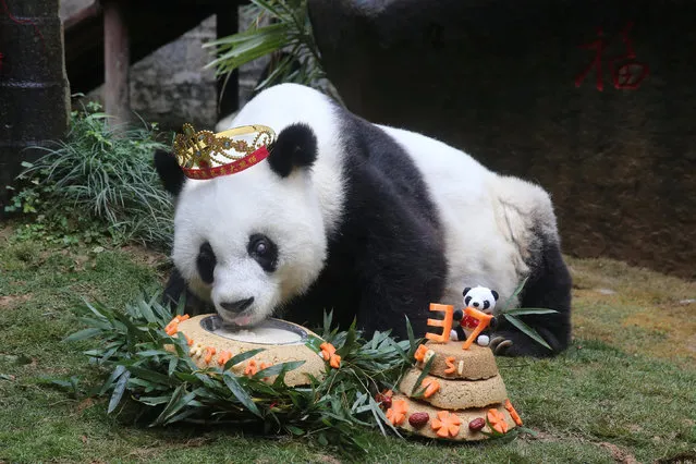 Basi, the oldest captive giant panda alive, eats a cake as people celebrate its 37 birthday, in Fuzhou, Fujian province, China, January 18, 2017. (Photo by Reuters/China Daily)
