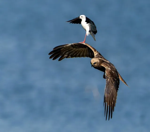 Black-winged stilts piggybacking a Marsh Harrierd above the Saul Kere Lake in Bangalore, India in the first decade of January 2024. (Photo by Bamby Randhawa/Media Drum Images)