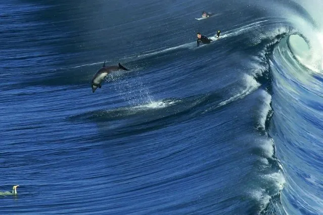 A dolphin joins some surfers at Black's Beach in San Diego, California. (Photo by Rex Features)