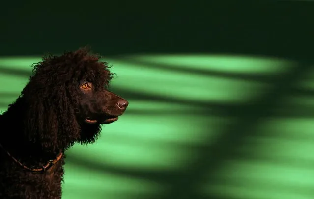 An Irish Water Spaniel is shown during the second day of the Crufts Dog Show in Birmingham, Britain March 11, 2016. (Photo by Darren Staples/Reuters)