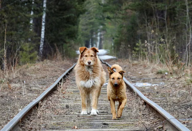 Stray dogs walk along a railway located in the Siberian Taiga forest near Krasnoyarsk, Russia April 3, 2019. (Photo by Ilya Naymushin/Reuters)