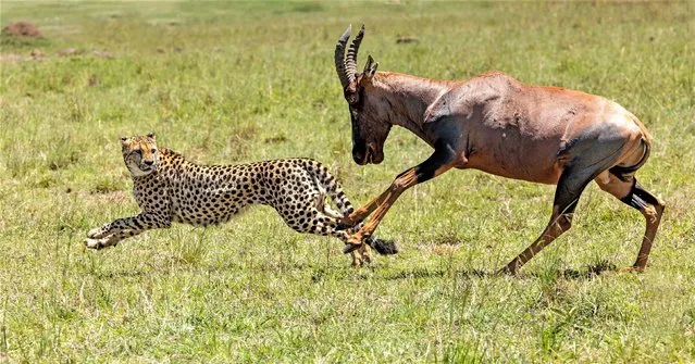 A cheetah pounces on an African topi antelope before having the tables turned and being chased by the cheetah in the Masai Mara, Kenya cptured by Ann Aveyard from Ringwood, Hampshire on February 9, 2023. (Photo by Ann Aveyard/Animal News Agency)