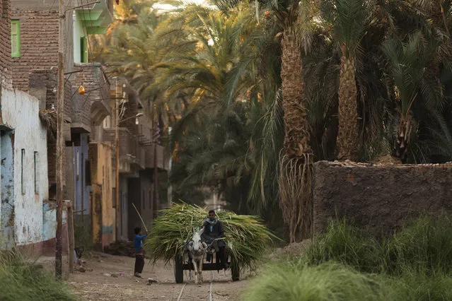 In this Wednesday, April 15, 2015 photo, a man carries sugarcane on a donkey cart, in Abu al-Nasr village, about 770 kilometers (480 miles) south of Cairo, Egypt. Salama Osman's day begins before the tenants of his Cairo apartment building wake and ends only after the last returns home at night, a work week without weekends. (Photo by Hiro Komae/AP Photo)