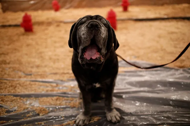 Titan, a six-year-old Neapolitan Mastiff from Michigan, stands in a potty area for dogs at the Hotel Pennsylvania ahead of the 141st Westminster Kennel Club Dog Show, in midtown Manhattan, New York City, U.S., February 10, 2017. (Photo by Mike Segar/Reuters)