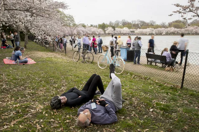 People visit the cherry blossom trees along the Tidal Basin, Saturday, March 30, 2019, in Washington. Decades of wear and tear from foot traffic, combined with rising sea levels and a deteriorating sea wall, have created a chronic flooding problem in the Tidal Basin, the manmade 107-acre reservoir that borders the Jefferson Memorial, and is home to the highest concentration of cherry blossom trees. (Photo by Andrew Harnik/AP Photo)