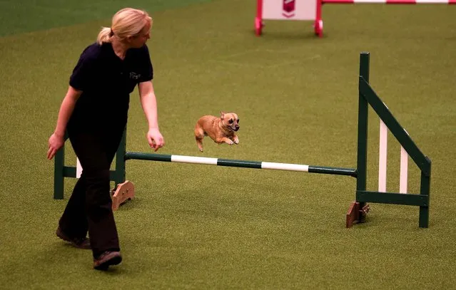 A small dog jumps over a fence in the Rescue Dog Agility show in the main arena on the first day of the Crufts Dog Show. (Photo by Matt Cardy/Getty Images)