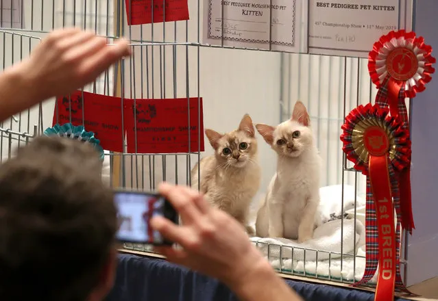Tortie shaded Burmese kittens are photographed at the Nor' East of Scotland Cat Club and the Siamese Cat Society of Scotland championship show held at the Caird Hall in Dundee on May 11, 2019. (Photo by Andrew Milligan/PA Wire Press Association)