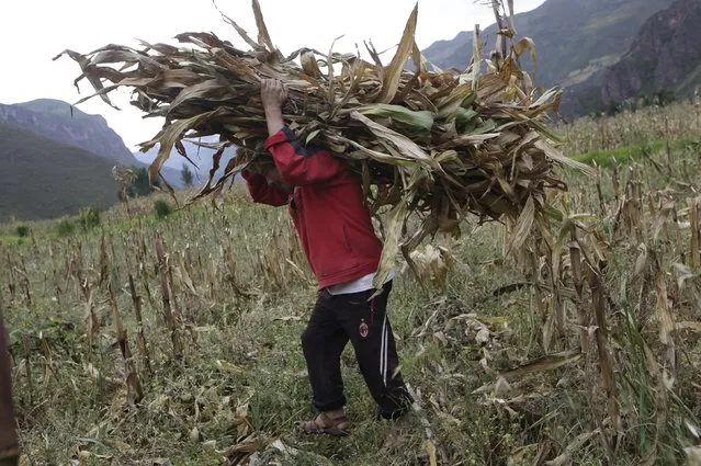 A man is seen carrying a load of corn stalk in the Andean highlands of Cuzco, Peru April 11, 2016. (Photo by Janine Costa/Reuters)