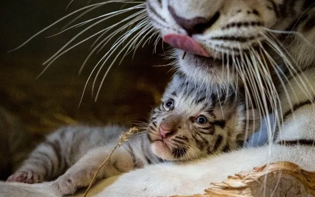 Two White Bengal tiger cub with their mother Burani are pictured at the White Zoo in Kernhof, Lower Austria, some 110 kilometers western Vienna, 06 June 2019. Three male tiger babies were born on 07 May 2019. They are named Hector, Pascha and Zeus. (Photo by Christian Bruna/EPA/EFE/Rex Features/Shutterstock)