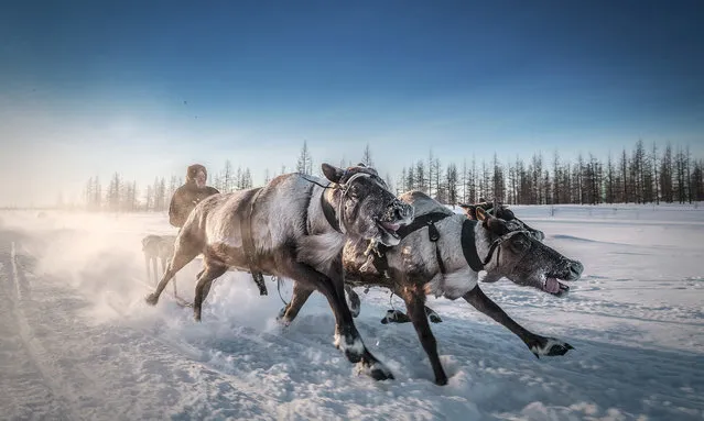 Take me away, deer, Russia. The Nenet people of Arctic Russia use reindeer and sledges as a prime mode of transport. The animals’ navigational ability means that in severe conditions they are sometimes the only hope of survival. (Photo by Kamil Nureev/Smithsonian Photo Contest)