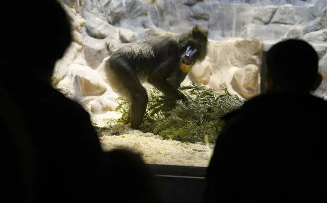 Parents and children look at a Mandrill move a Christmas tree in the monkey enclosure after the children received a COVID-19 vaccine at the Antwerp Zoo in Antwerp, Belgium, Wednesday, January 12, 2022. In an effort to make children more at ease in getting their vaccine, specially designed safari tents with photos of zoo animals have been installed to provide a more private setting with a vaccinator. Once they have received the vaccine, children and parents can stroll through the greenhouse and visit the monkey enclosure. (Photo by Virginia Mayo/AP Photo)