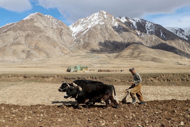 An Afghan farmer with his cows ploughs a field against snowladen mountains in the Jurm district of Badakhshan province on March 28, 2024. (Photo by Omer Abrar/AFP Photo)