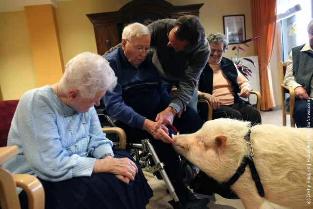 Physiotherapist Uses Pig To Offer Emotional Therapy