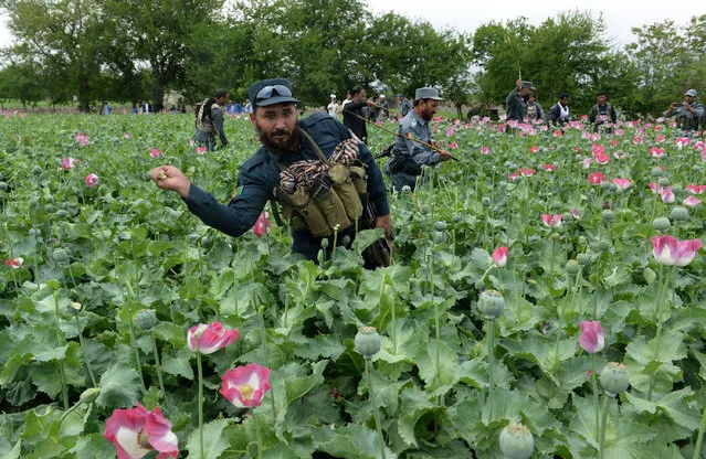 Afghan security personnel destroy an illegal poppy crop in the Surkh Rod district of eastern Nangarhar province on April 5, 2017. (Photo by Noorullah Shirzada/AFP Photo)