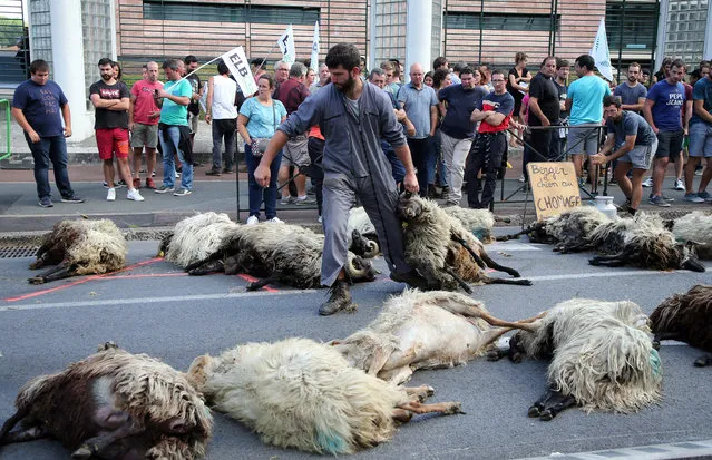 Shepherd Romain Jaurigueberry brings dead sheep to sub-prefecture of Bayonne, southwestern France, to protests against the rising bear attacks on sheep herds in Pyrenees mountains, Monday, September 2, 2019. (Photo by Bob Edme/AP Photo)