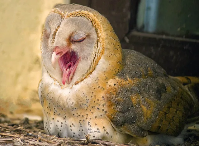 A tiny light-feathered barn owl with a perfectly heart shaped face,yawning. (Photo by Ck Patnaik/Caters News Agency)