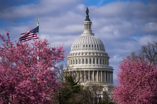 Cherry Blossom trees bloom near the US Capitol in Washington, DC, USA 08 March 2022. The 2022 National Cherry Blossom Festival is scheduled to run from March 20 to April 17. (Photo by Shawn Thew/EPA/EFE)