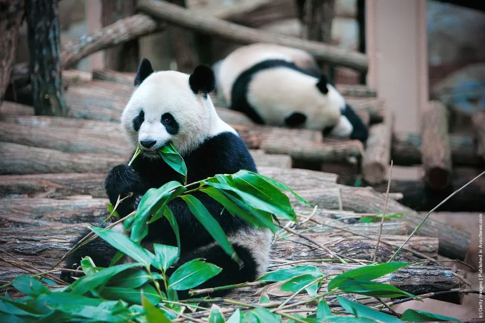 One Day In The Life Of Chinese Pandas Huan Huan And Yuan Zi