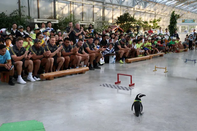 The Wallabies rugby players watch a bird display during a visit to Kakegawa Kachoen on October 10, 2019 in Kakegawa, Japan. (Photo by Dan Mullan/Getty Images)