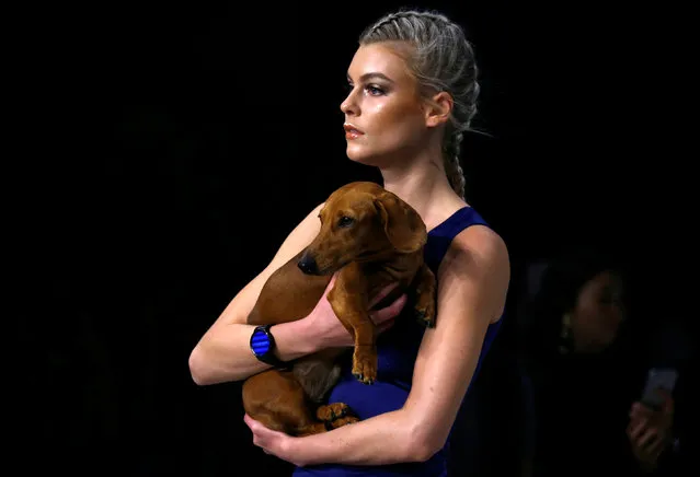 A model carries a dog as she presents a creation from the fashion label Bondi Bather during Australian Fashion week in Sydney, Australia, May 19, 2016. (Photo by David Gray/Reuters)
