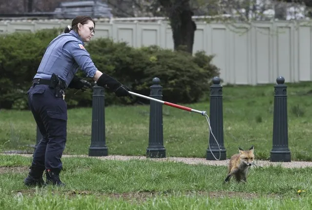 Officer Best with the Humane Rescue Alliance Animal Care and Control attempts to trap a fox on the grounds of the U.S. Capitol on April 05, 2022 in Washington, DC. Several individuals have reported being approached and bitten by a fox. (Photo by Kevin Dietsch/Getty Images/AFP Photo)