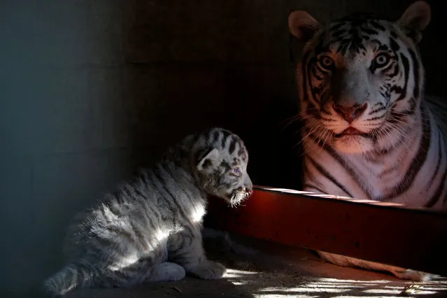A newborn white Siberian tiger cub is pictured next to its mother in their enclosure at San Jorge zoo in Ciudad Juarez, Mexico, May 15, 2017. (Photo by Jose Luis Gonzalez/Reuters)