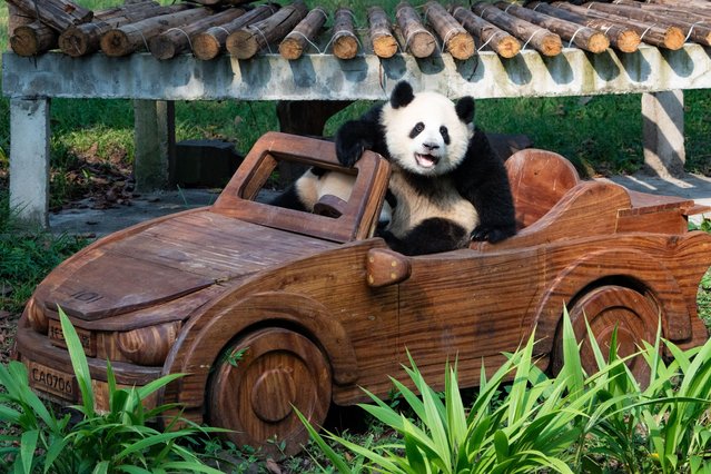 Giant panda Mang Cancan and his mother Mang Zai drive a car at Chongqing Zoo in Chongqing, China, on August 18, 2024. (Photo by CFOTO/Sipa USA via Alamy Live News)