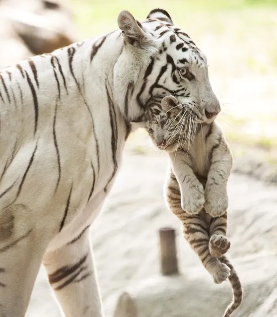A white Bengali tigress carries one of her four cubs in their enclosure in Xantus Janos Zoo in Gyor, 120 kms west of Budapest, Hungary, Friday, July 24, 2015. (Photo by Csaba Krizsan/MTI via AP Photo)