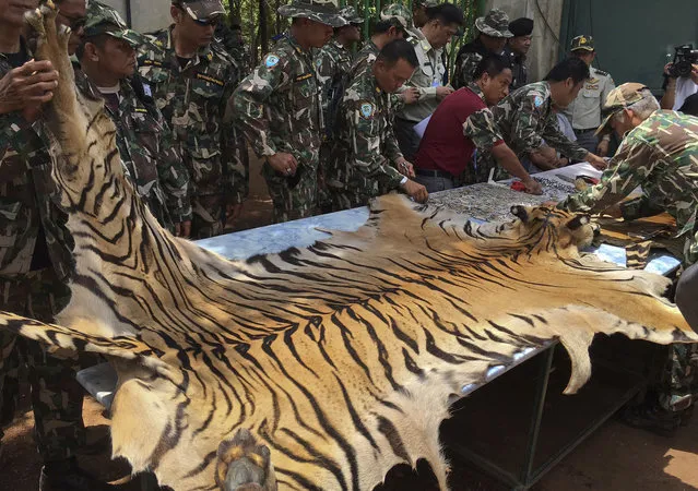 National Parks and Wildlife officers examine the skin of a tiger at the “Tiger Temple”, in Saiyok district in Kanchanaburi province, west of Bangkok, Thailand, Thursday, June 2, 2016. Thai police say they stopped a truck carrying two tiger skins and other animal parts as it was leaving the temple, two staff members were arrested and charged with possession of illegal wildlife. Police said a monk traveling with them will be arrested once he is defrocked. (Photo by AP Photo)