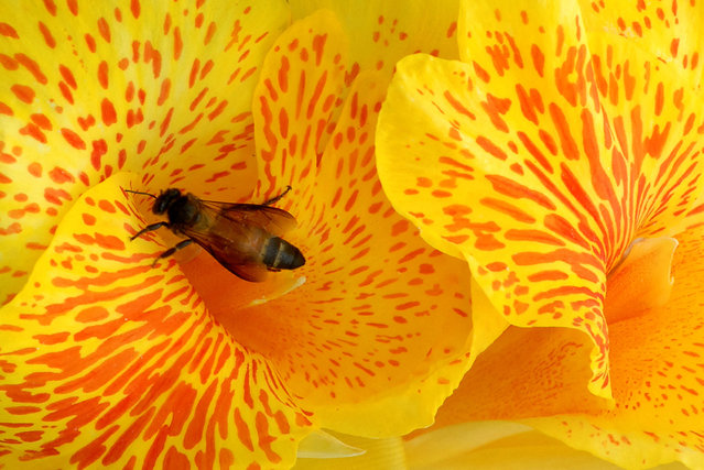 A honeybee sits on a Gladiolus flower at a garden in the southern Indian city of Hyderabad on June 19, 2007. (Photo by Krishnendu Halder/Reuters)