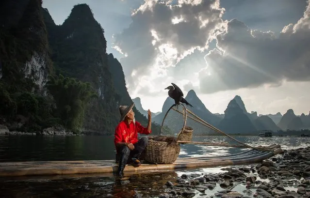 A fisherman with a close bond to cormorants uses the flock of birds to catch big fish in Li river in Guilin, China. The aquatic birds can be seen perching on a bamboo raft before swooping into the calm water to grasp hold of prey. (Photo by Julia Wimmerlin/Solnet News & Photo Agency)