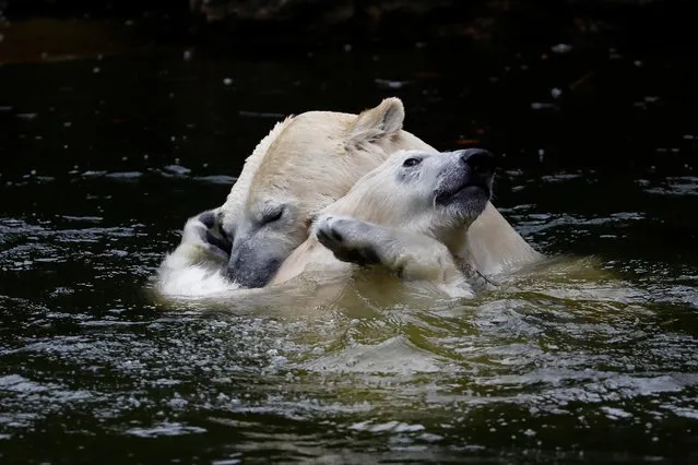 Polar bears play in the water in Tierpark Zoo in Berlin, Germany on January 3, 2020. (Photo by Michele Tantussi/Reuters)