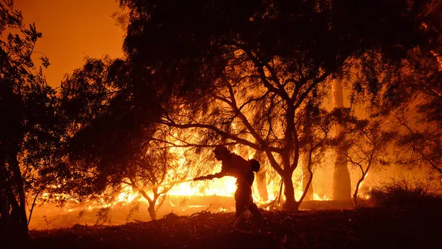 In this photo provided by the Santa Barbara County Fire Department, a firefighter knocks down flames as they approach a ranch near the Las Flores Canyon area west of Goleta, Calif., in the early morning hours of Thursday, June 16, 2016. The wildfire burning in rugged coastal canyons west of Santa Barbara is growing as it feeds on vegetation that hasn't burned in 70 years. (Photo by Mike Eliason/Santa Barbara County Fire Department via AP Photo)