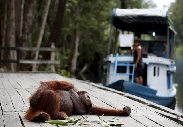A male orangutan rests on a dock while a tourist boat waits at Camp Leakey in Tanjung Puting National Park in Central Kalimantan province, Indonesia in this June 16, 2015 file photo. The endangered orangutan is a solitary animal and it is rare to sight these great apes in groups, but this is Camp Leakey in the Tanjung Puting National Park in Indonesia and home to around 6,000 rescued orangutans. (Photo by Darren Whiteside/Reuters)