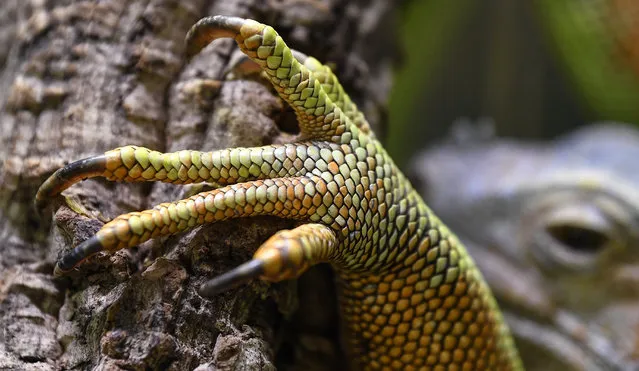 An iguana shows his claw at the reptiles sanctuary and zoo in Rheinberg, Germany, Wednesday, January 15, 2020. The sanctuary takes care of dangerous animals from overwhelmed owners or illegally imported reptiles found at airports. (Photo by Martin Meissner/AP Photo)