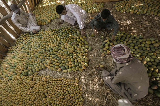 Workers arrange newly-harvested mangos at Shagie farm in Ismailia, northeastern Egypt, Thursday, July 18, 2024. (Photo by Amr Nabil/AP Photo)