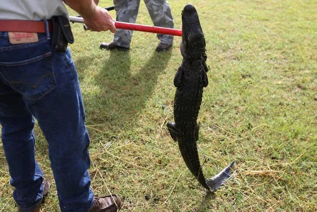 An alligator trapper holds up an alligator that has been caught in a lagoon on golf course to relocate it to a more natural environment in Orlando, Florida, U.S., June 19, 2016. (Photo by Carlo Allegri/Reuters)