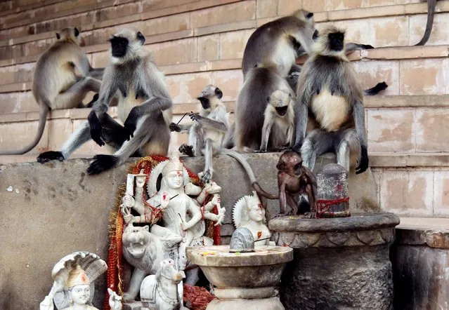 Langur monkeys play next to the idols of Hindu deities at a lake in Pushkar, in the desert state of Rajasthan, India June 23, 2016. (Photo by Himanshu Sharma/Reuters)