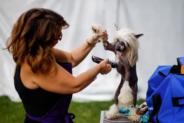 Jinx, a Chinese Crested Dog gets ready before breed judging at the 146th Westminster Kennel Club Dog Show at the Lyndhurst Estate in Tarrytown, New York, U.S., June 21, 2022. (Photo by Eduardo Munoz/Reuters)