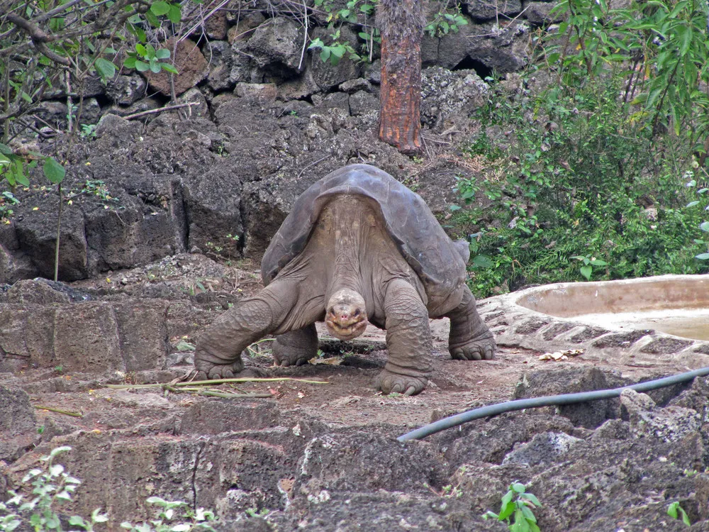 End of an era as Lonesome George passes away