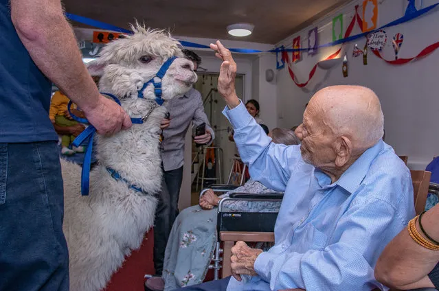A handout photo issued by Sanctuary Care of residents with alpacas at Asra House Residential Care Home in Leicester, UK on Thursday, June 23, 2022 which welcomed the visit of some alpacas as part of Sanctuary Care's enriching lives initiative. (Photo by Sanctuary Care/PA Wire)