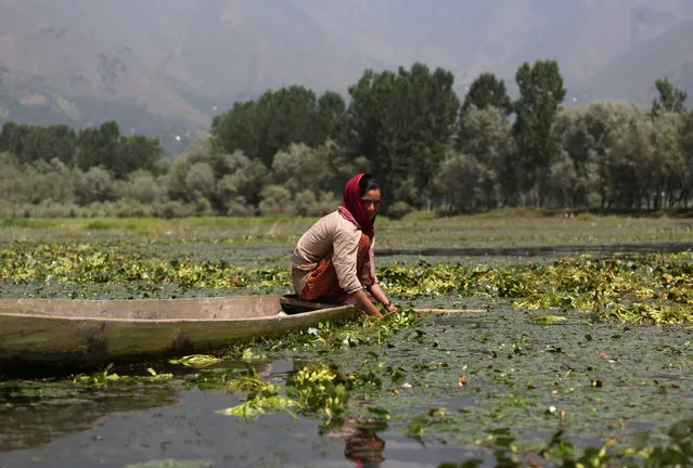 A Kashmiri boatwoman picks water chestnuts on Wular Lake, some 40 kms north of Srinagar, the summer capital of Indian Kashmir, 11 August 2015. Wular Lake is the only source of water chestnut production in Indian Kashmir, and production this year has been affected by the devastating floods. About 80,000 local residents are solely dependent of water chestnuts, fish and lotus stems coming from Wular Lake. (Photo by Farooq Khan/EPA)