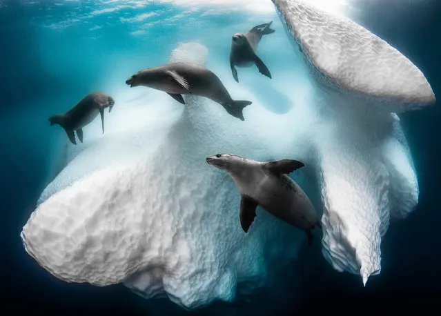 Underwater photographer of the year 2020 and wide angle category winner: Frozen Mobile Home by Greg Lecoeur (France) in the Antarctic peninsula, Antarctica. Crabeater seals swim around an iceberg. These massive and mysterious habitats are dynamic kingdoms that support marine life. As they swing and rotate slowly through polar currents, icebergs fertilise the oceans by carrying nutrients from land that spark blooms of phytoplankton, fundamental to the carbon cycle. (Photo by Greg Lecoeur/Underwater Photographer of the Year 2020)