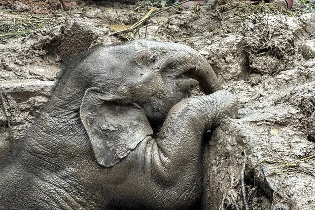 An elephant calf is seen inside a manhole after a baby and mother elephant fell into a manhole in Khao Yai National Park, Nakhon Nayok province, Thailand, on July 13, 2022. (Photo by Taanruuamchon/Reuters)