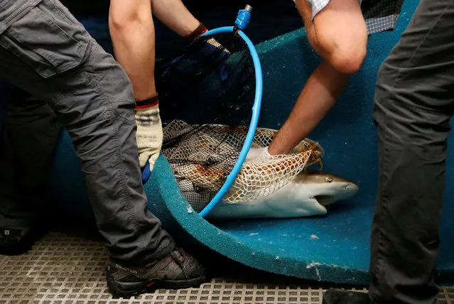 Biologists catch a pregnant female blacktip shark before its transfer to a private pool in preparation of it giving birth at the Aquarium of Paris, France, July 6, 2016. (Photo by Regis Duvignau/Reuters)