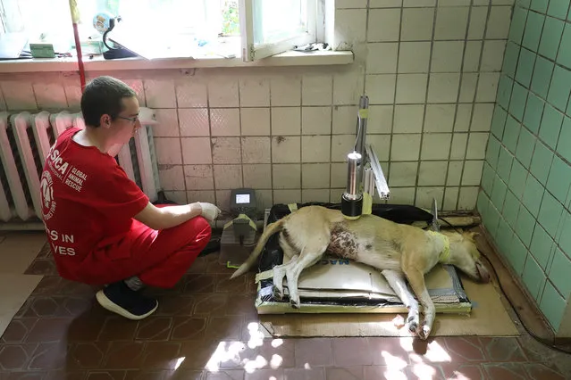 Jake Hecla, a graduate student in nuclear engineering at the University of California, Berkeley, and a volunteer with The Dogs of Chernobyl initiative, uses a spectroscopy device to measure gamma rays emitted from isotopes, including americium, which is derived from plutonium, and cesium lodged inside the body of an anesthetized stray dog recovering from surgery at a makeshift veterinary clinic inside the Chernobyl exclusion zone on August 17, 2017 in Chornobyl, Ukraine. (Photo by Sean Gallup/Getty Images)