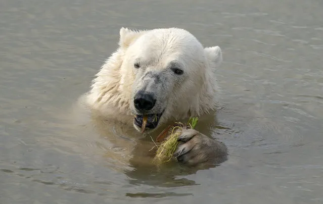 A polar bear at the Yorkshire Wildlife Park in Doncaster keeps cool in a lake, as the park is temporarily closed due to the hot weather as record temperatures hit the UK, Monday July 18, 2022. Britain’s first-ever extreme heat warning is in effect for large parts of England as hot, dry weather that has scorched mainland Europe for the past week moves north, disrupting travel, health care and schools. (Photo by Danny Lawson/PA Wire via AP Photo)