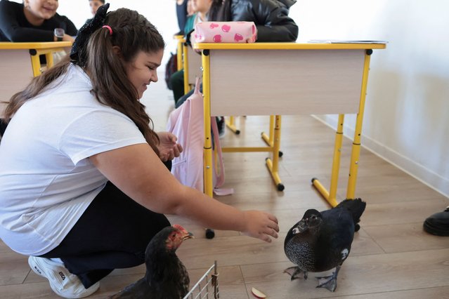 Ana-Maria Florina Dragu, 11, plays with Bubbles the duck during an animal awareness class, in Sindrilita, Ilfov, Romania, on November 7, 2024. (Photo by George Calin/Inquam Photos via Reuters)